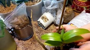 Пересадка дендрофаленопсис