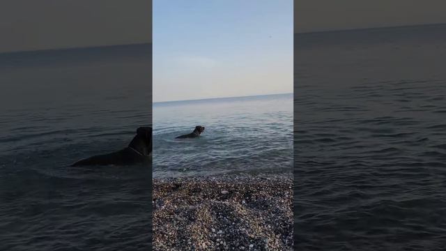 Захотелось немного разнообразить профиль украшений🥰 #канекорсо#jewelry#Мальта#украшенияручнойработы смотреть онлайн