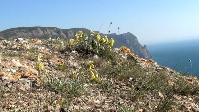 Цветущий ослинник|Балаклава|Весна|Katerina Volna смотреть онлайн