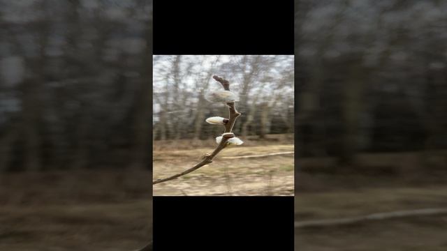 Осанна вышних!!!