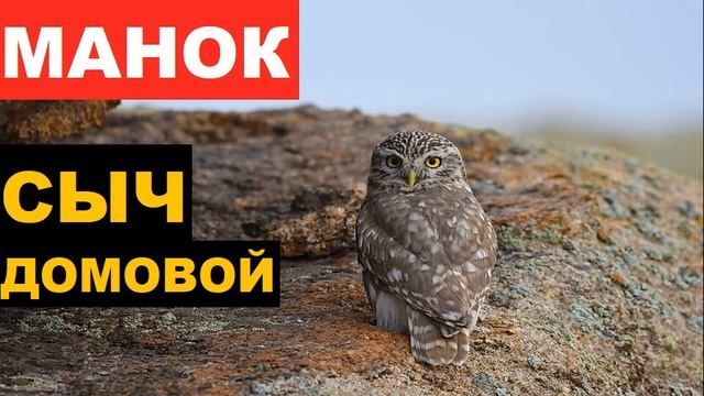 Какие звуки издает сыч. Домовый Сыч голос. Голос домового сыча. Как поёт Сыч слушать.