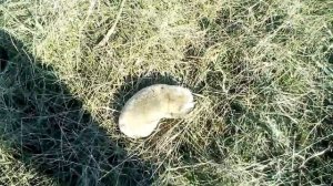 Как выглядит слепыш (это не крот, но тоже копает)