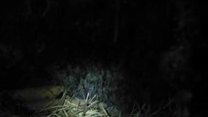 Исследование нор бобра при помощи самодельного эндоскопа. Выход № 2 (охота на норного бобра)