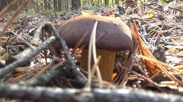 Сбор грибов с сыном, польский гриб,октябрь 2021 смотреть онлайн