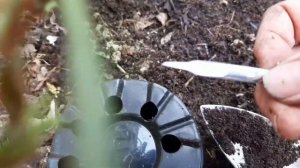 100% укоренение розы ФЛАМЕНТАНЦ !