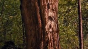 Дом в конце улицы