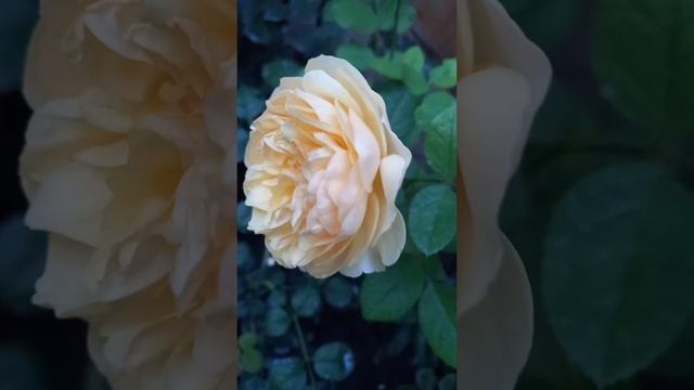 Голубой Флокс ГЖЕЛЬ зацветает в прежней компании.Июль23. смотреть онлайн