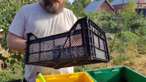 переработка СВЕЖЕГО куриного ПОМЕТА за 15 ДНЕЙ  processing of FRESH chicken MANURE in 15 DAYS