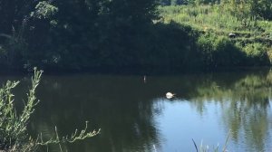 Супер 100% крутой работающий рецепт для ловли толстолобика в августе и ранней осени