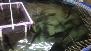 УЗВ. Барабанный фильтр