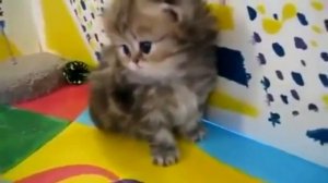 Нежный котёнок мой