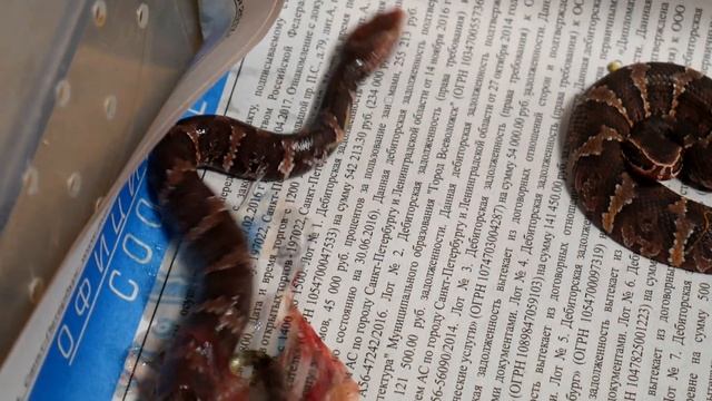 РУЧНАЯ ГАДЮКА! На руке же / Переезд мексиканских щитомордников смотреть онлайн