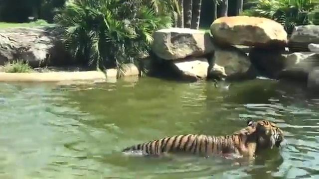 Тигр пытается поймать утку