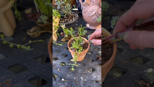 Mini Succulent Design смотреть онлайн