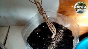 Домашний гранат. февральский обзор комнатных гранатов, обрезка,укоренение черенков