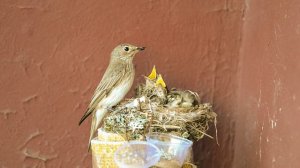 Как птица кормит птенцов