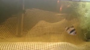 Нерест барбусов суматранских