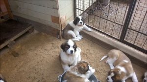 Может кому нужен друг??? Сенбернар