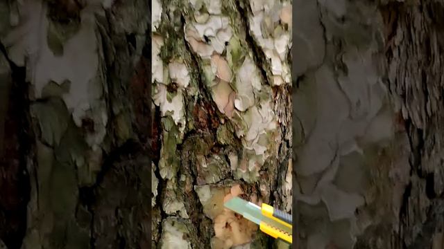 Лечим сосны в Рязани