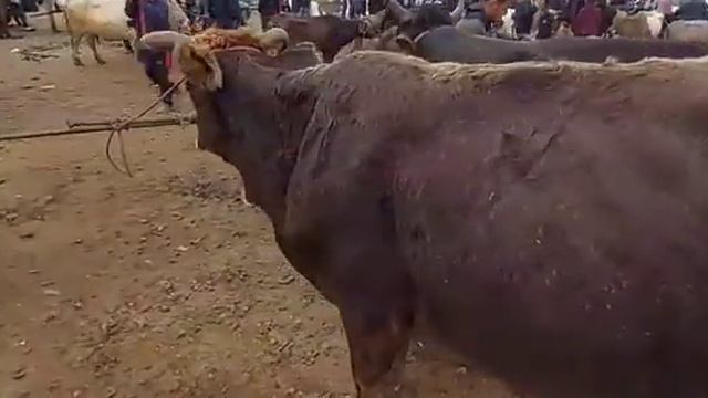 Шанбебозор нархи кунчора Гови ширте Бука Гусфанд
