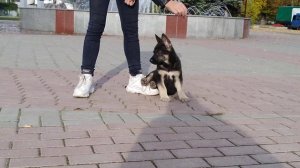Щенок Восточноевропейской овчарки! 2 месяца.