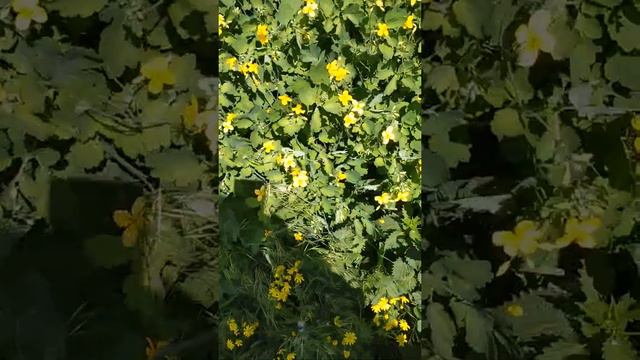 Chelidonium (лат) Чистотіл , Чистотел.