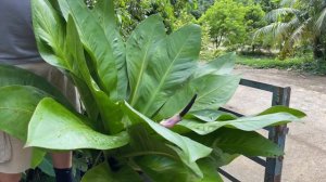 Anthurium lilacinum - Plantas para Urban Jungle | Sítio E Jardim