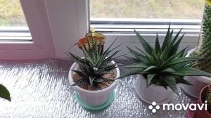 Комнатные цветы. Что растёт на западном подоконнике.