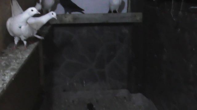 Голуби из Грозного на полигон! смотреть онлайн