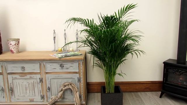 Large Areca Palm Tree 1.2 - 1.3m (Complete) смотреть онлайн