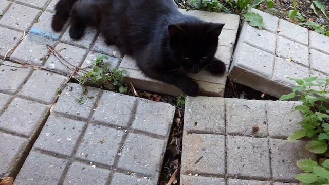 КОТЯ НАПОДАЛА НА ДЫМКА😶 {2 часть}//Я НА ДАЧЕ смотреть онлайн