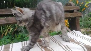 кошечка мейн-кун полидакт, 5 мес