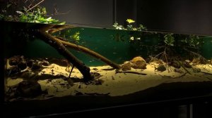 Неоны - неприхотливые аквариумные рыбки. Виды. Содержание. Биотоп