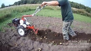 копка картошки мотоблоком фаворит
