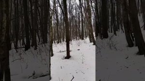 Русская Пегая гончая Буря(11 месяцев),фрагмент работы по зайцу русаку.#Белгородская область.