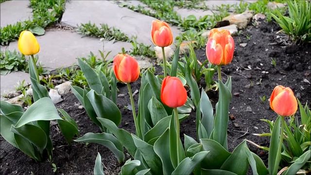 Цветение тюльпанов весной. Видео и фото тюльпанов