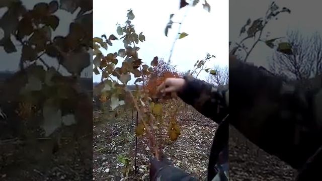 Малина (малиновое дерево)" Брюствяна" ремонтантная. смотреть онлайн