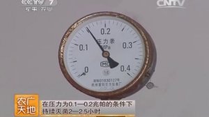 Как китайцы мицелий и вешенку выращивают.