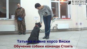 Владимир, Татьяна и кане корсо Виски. Индивидуальное занятие по дрессировке: обучение команде Стоять