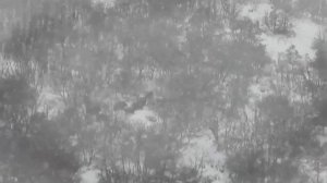 TOP 75 WILD BOAR HUNTS - EN İYİ 75 DOMUZ AVI - CHASSE AU SANGLIER