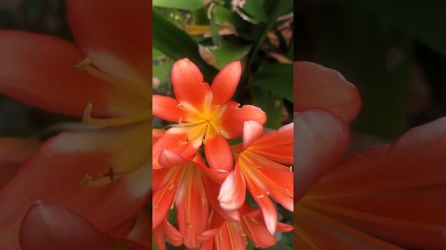 Orange bush Lily