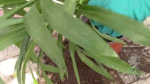 ЮККА ПОДАЁТ СИГНАЛЫ О ПЛОХОМ САМОЧУВСТВИИ!