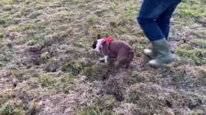 5 советов по воспитаннию собак |Бостон Терьер