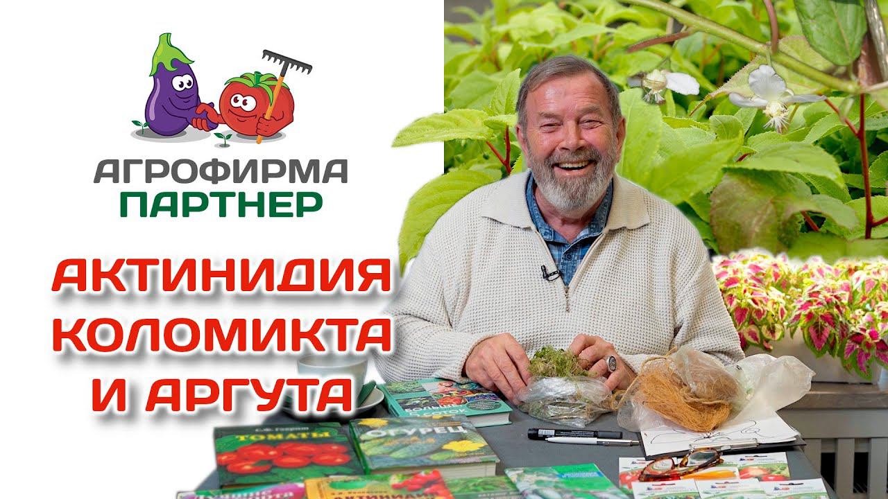 Актинидия коломикта и аргута: выращивание в средней полосе России