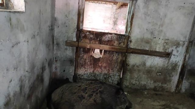 СВИНЬЯ В ОХОТЕ КРОЕТСЯ ДИКИМ КАБАНОМ, А ВТОРАЯ ТАК И УЙДЁТ ДЕВСТВЕННИЦЕЙ