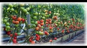 Особенности выращивания помидоров в открытом грунте