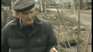 Невежинская рябина. Обрезка рябины. Урожайные грядки.