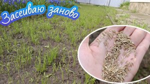 Газон взошёл неравномерно, ИСПРАВЛЯЮ