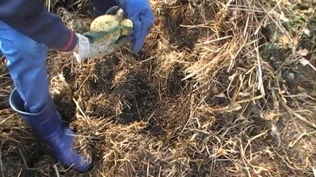 Урожай картофеля в сене. Тяжело ли собирать? смотреть онлайн