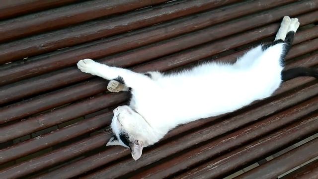 Приколы с котами. Подборка позитива смотреть онлайн